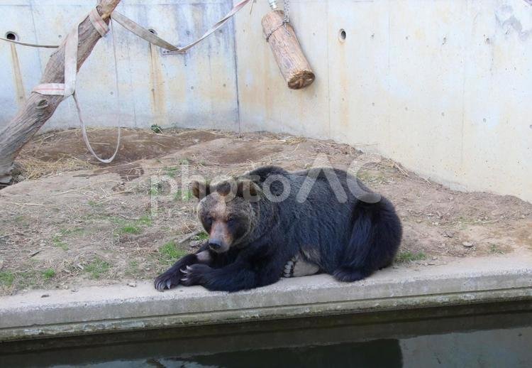 🏞️ 히타치시 카미네 공원(日立市かみね公園) 이미지 9